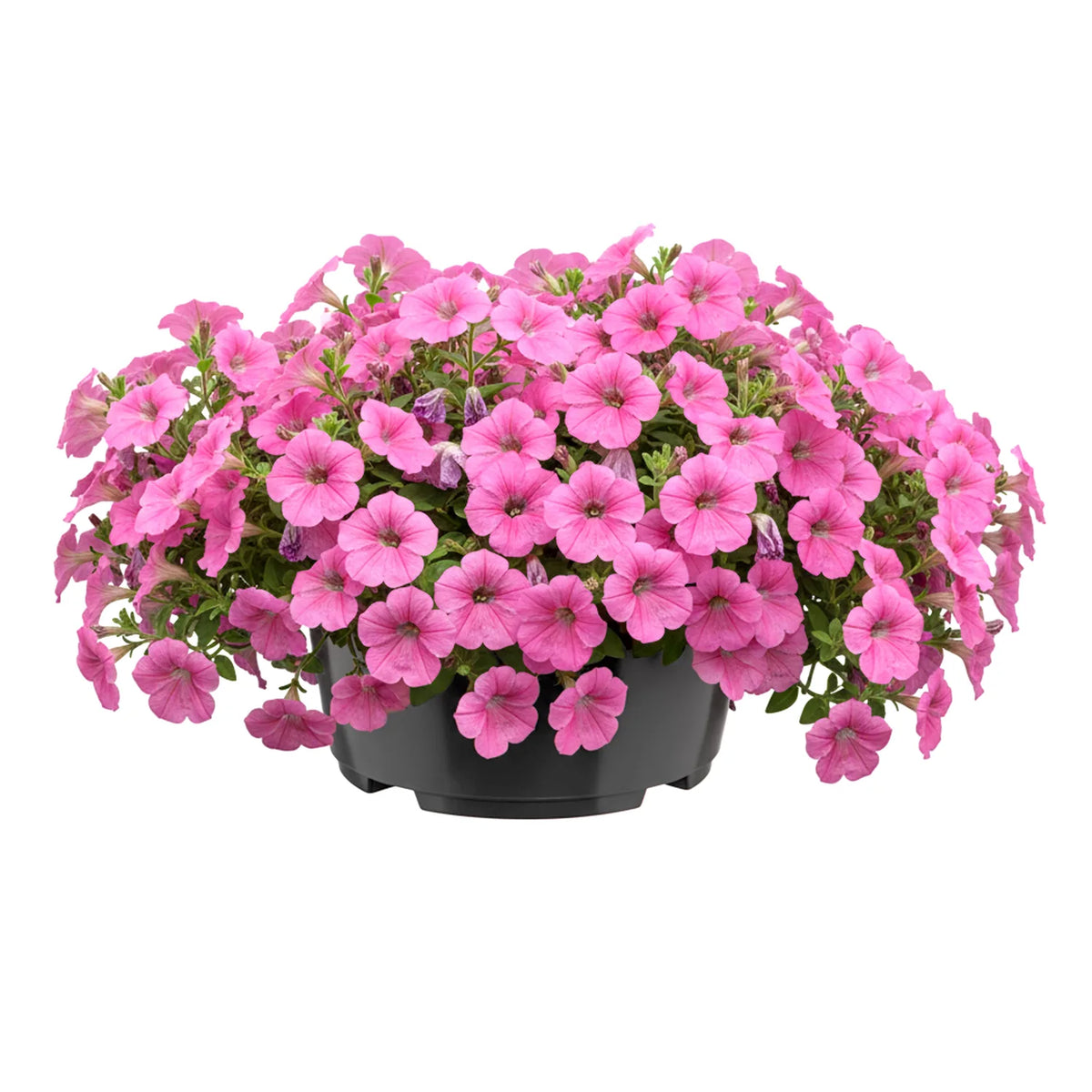 #Größe_Ø21 x 10,5 cm (3L)#Set_1 Topf#Farbe_Anthrazit