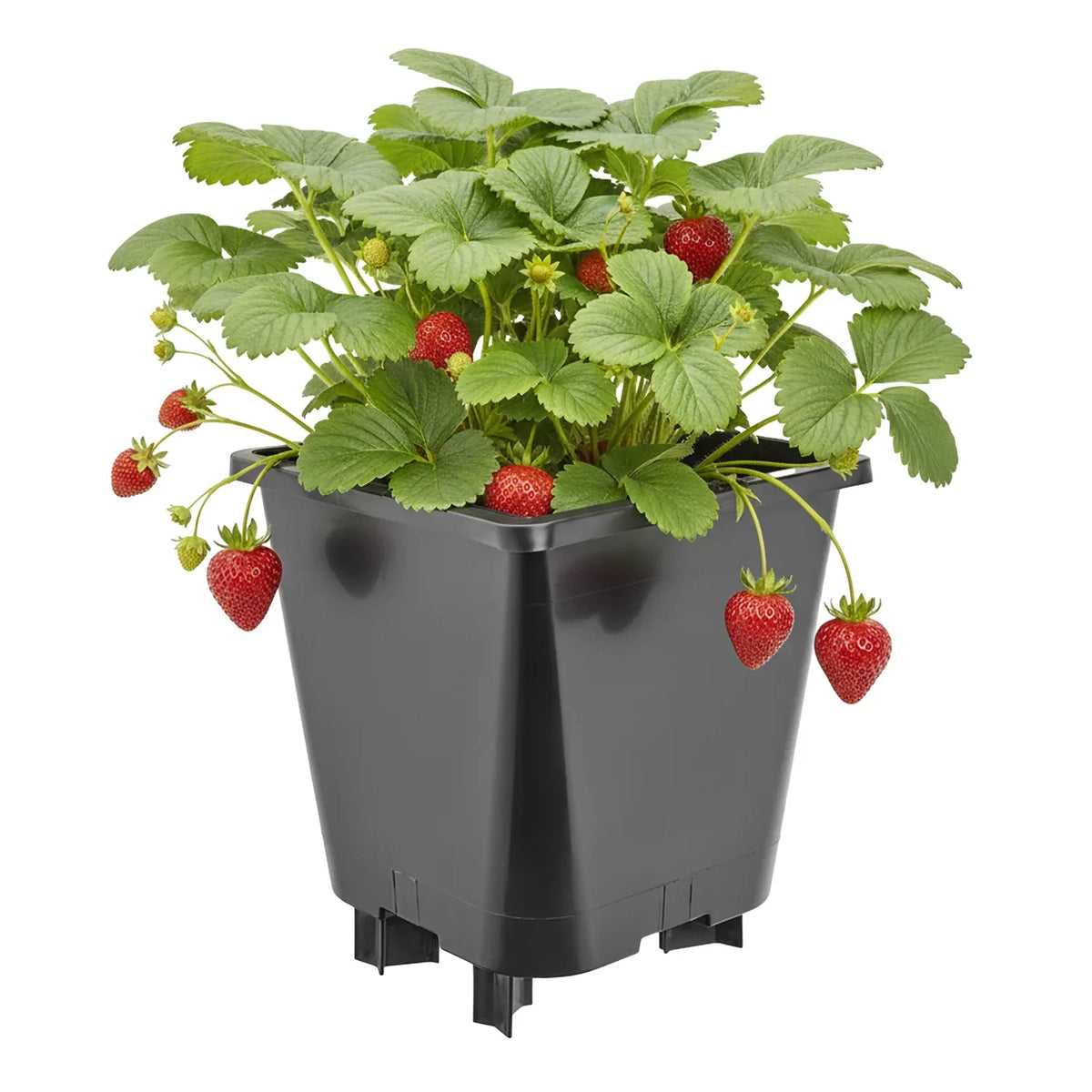 #Größe_19,5 x 19,5 x 21 cm (5L)#Set_1 Topf