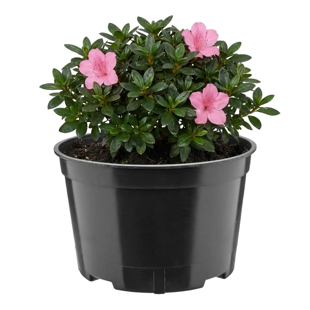 #Größe_Ø18 x 11,5 cm (2L)#Set_1 Topf