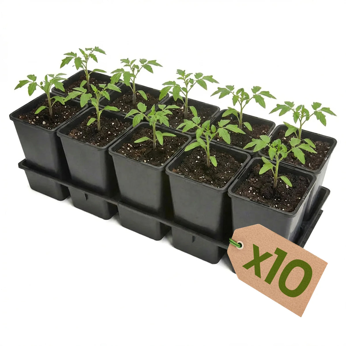 #Größe_Transporttray mit 10 x 1,7L Töpfen#Set_10er Pack