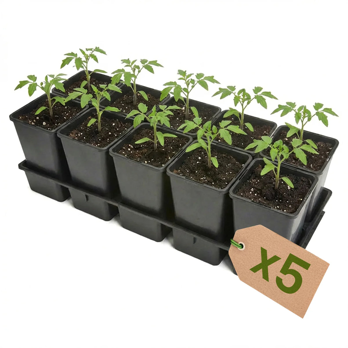 #Größe_Transporttray mit 10 x 1,7L Töpfen#Set_5er Pack