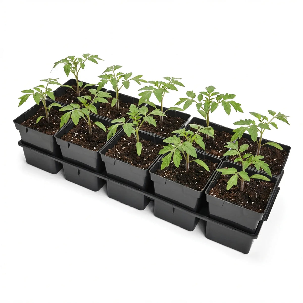 #Größe_Transporttray mit 10 x 1L Töpfen#Set_1 Pack