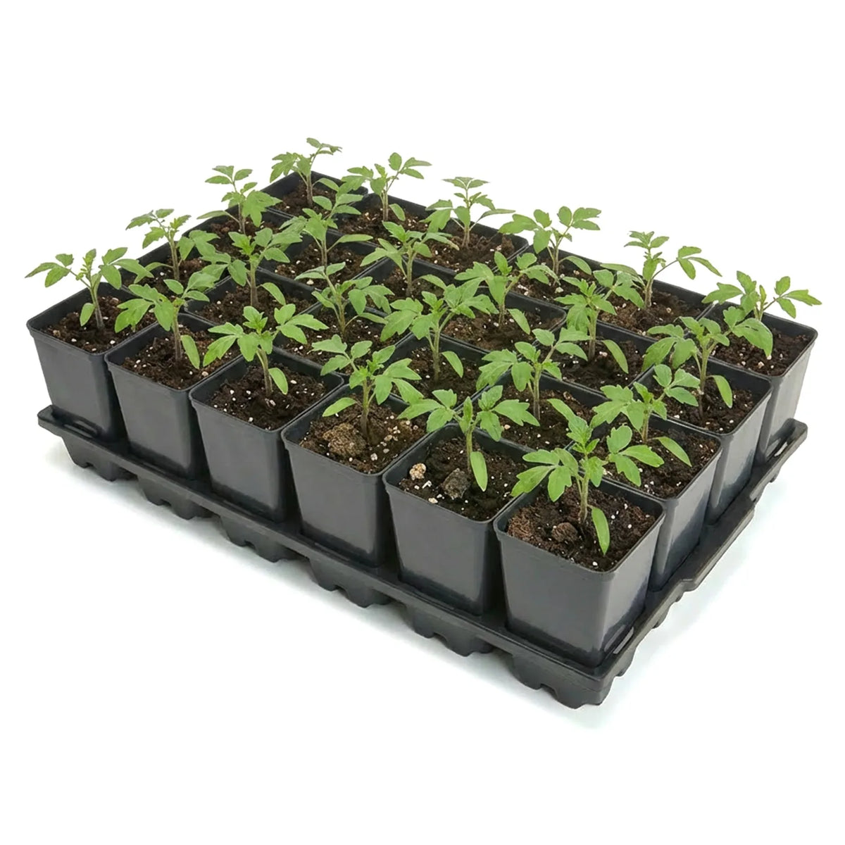 #Größe_Transporttray mit 24 x 0,8L Töpfen#Set_1 Pack