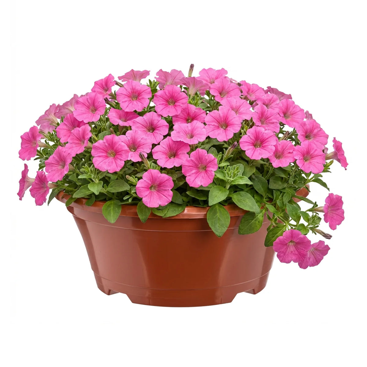 #Größe_Ø 22,5 x 9 cm (2L)#Set_1 Topf#Farbe_Terrakotta