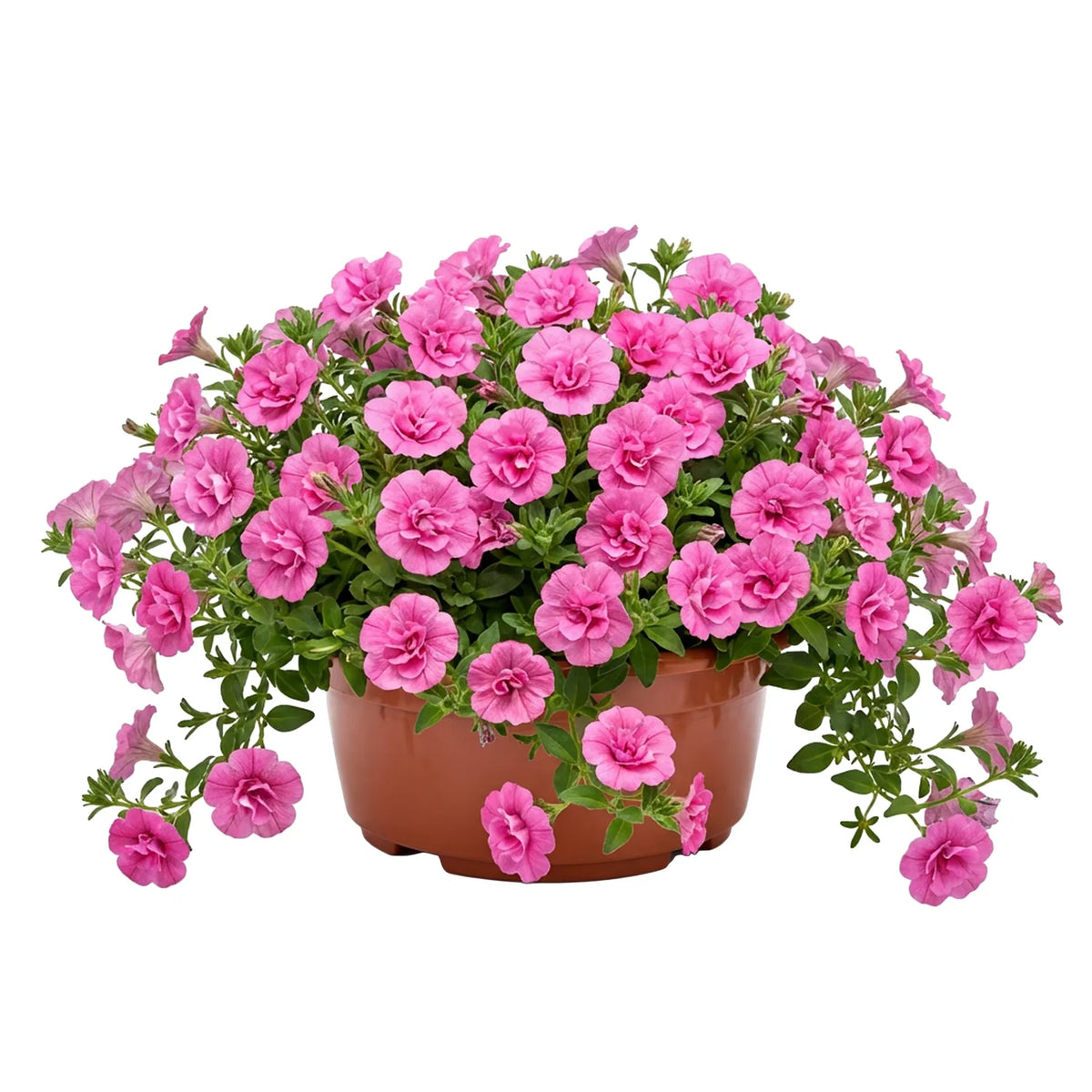 #Größe_Ø23 x 11 cm (3,5L)#Set_1 Topf#Farbe_Terrakotta