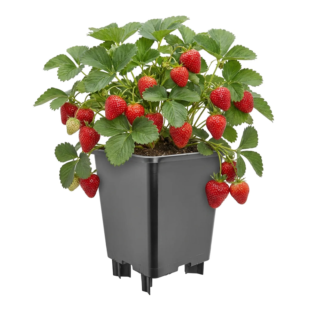 #Größe_21 x 21 x 26,5 cm (7L)#Set_1 Topf