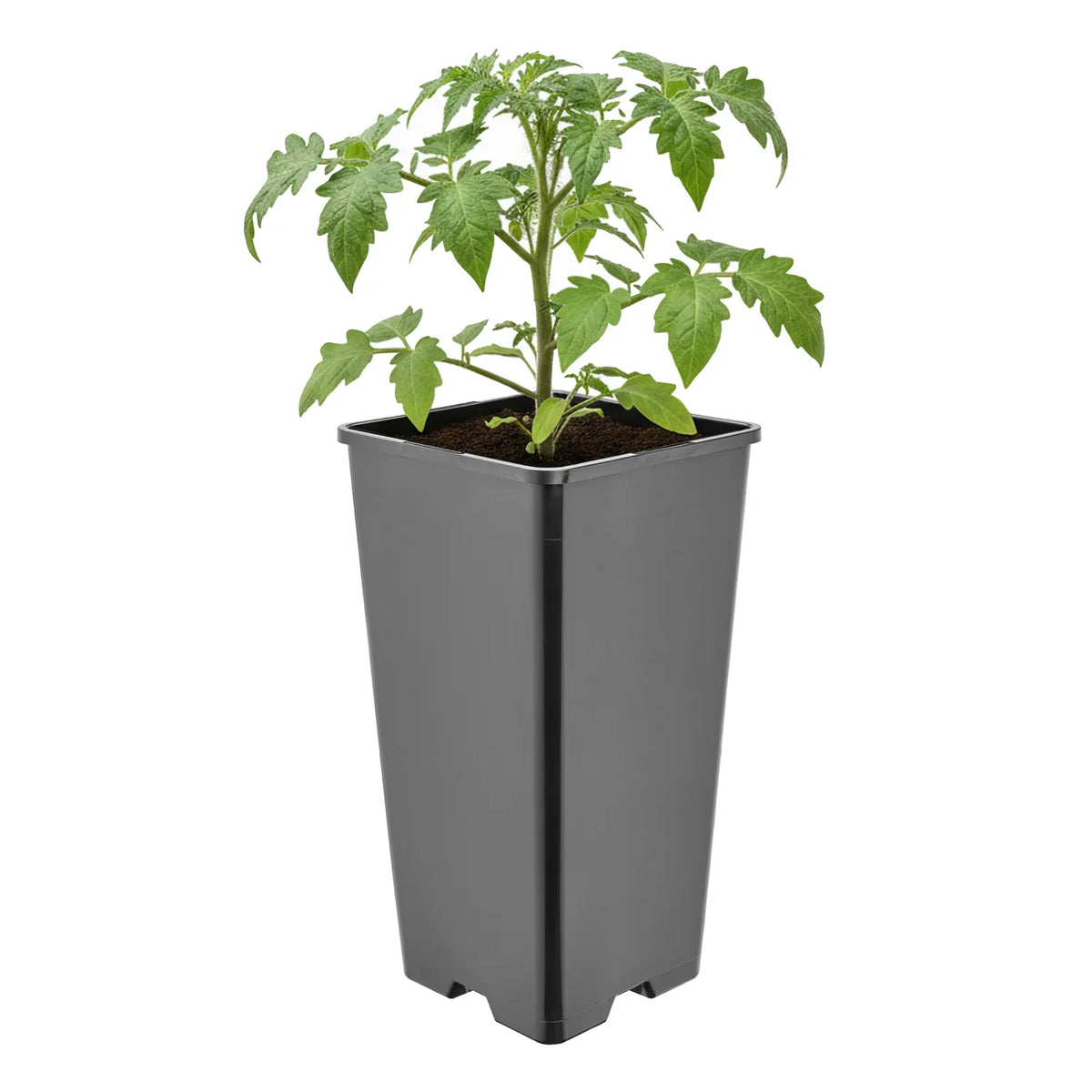 #Größe_11 x 11 x 21,5 cm (2L)#Set_1 Topf