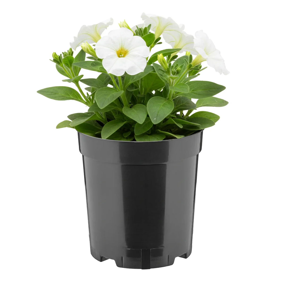 #Größe_Ø14 x 15 cm (2L)#Set_1 Topf