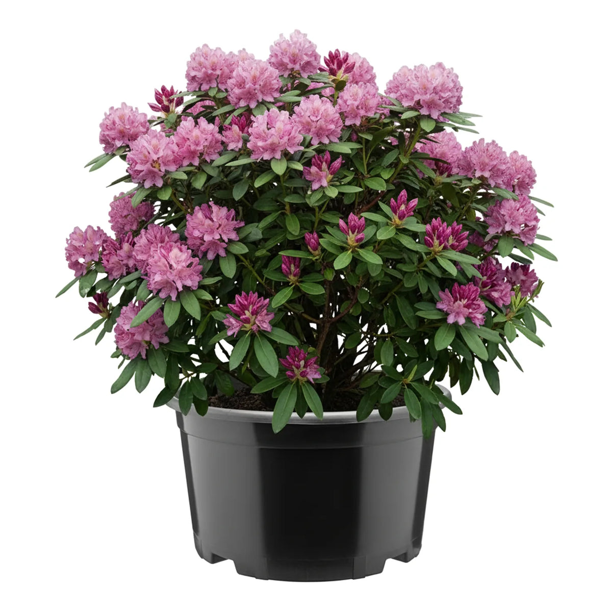 #Größe_Ø34 x 19 cm (12L)#Set_1 Topf
