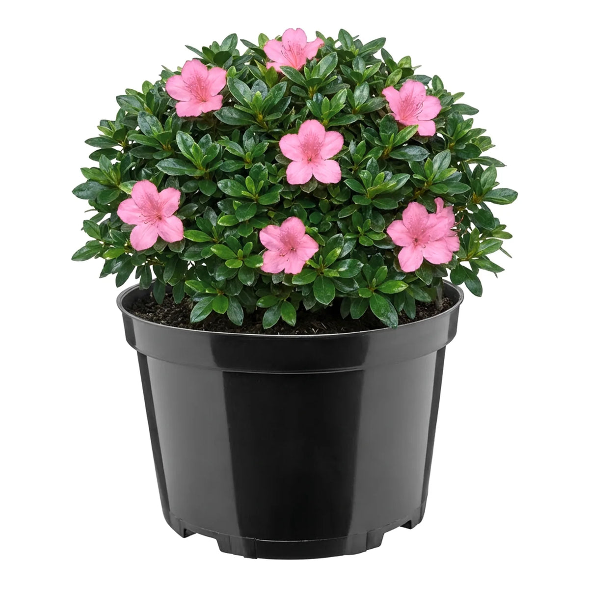 #Größe_Ø22 x 14,5 cm (4L)#Set_1 Topf