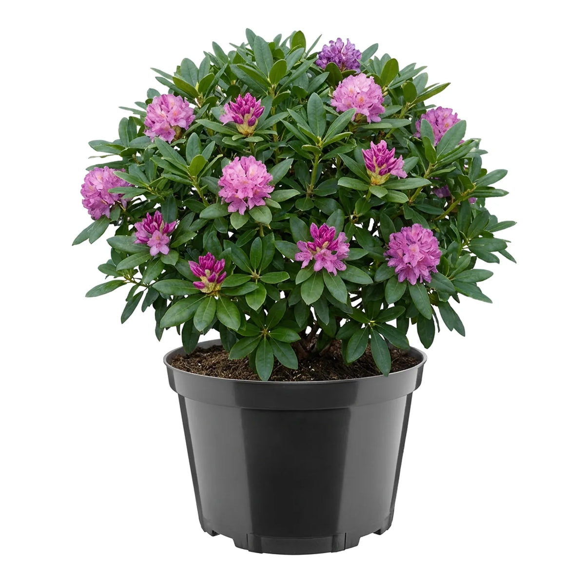 #Größe_Ø27 x 17,5 cm (7,5L)#Set_1 Topf