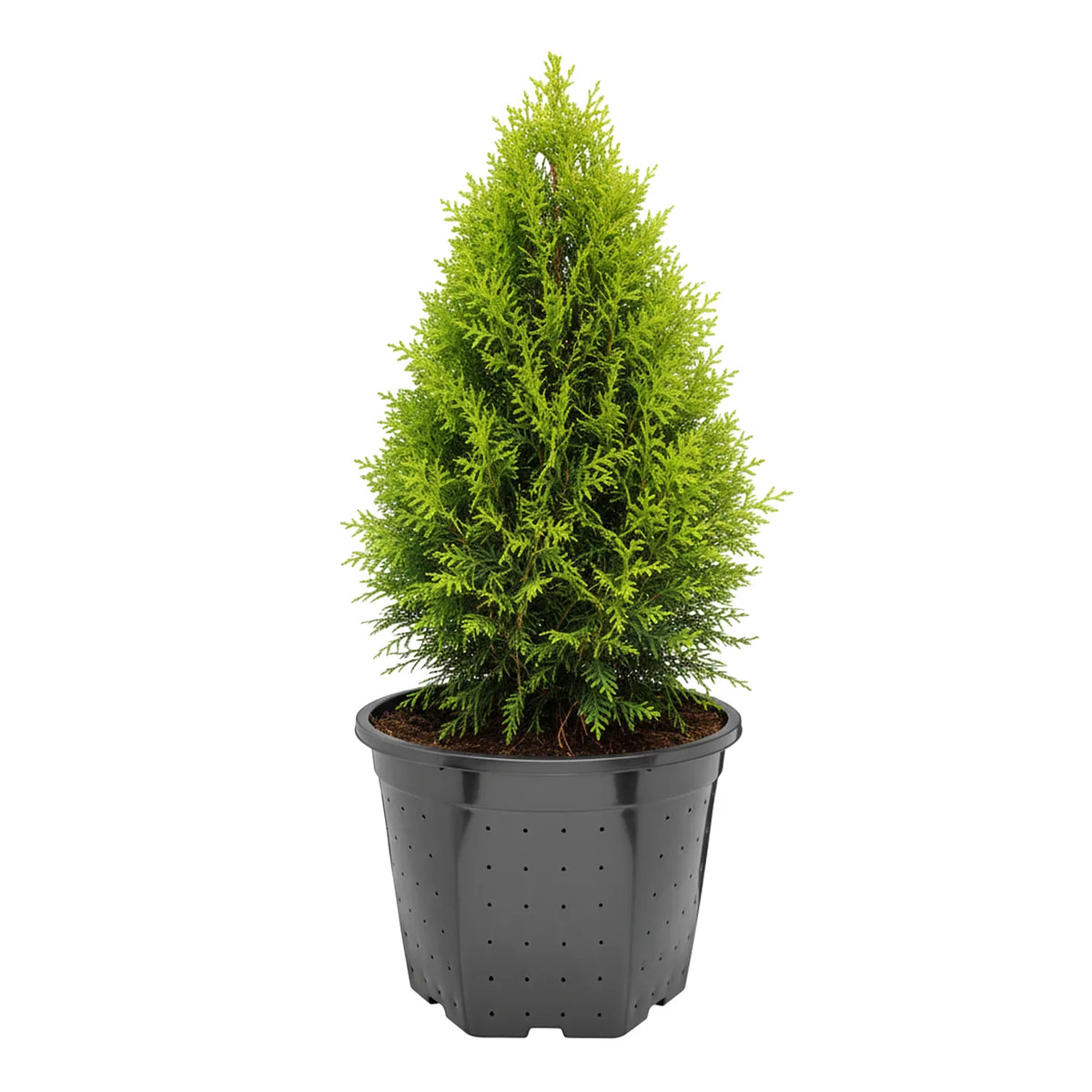 #Größe_Ø28 x 22 cm (10L)#Set_1 Topf