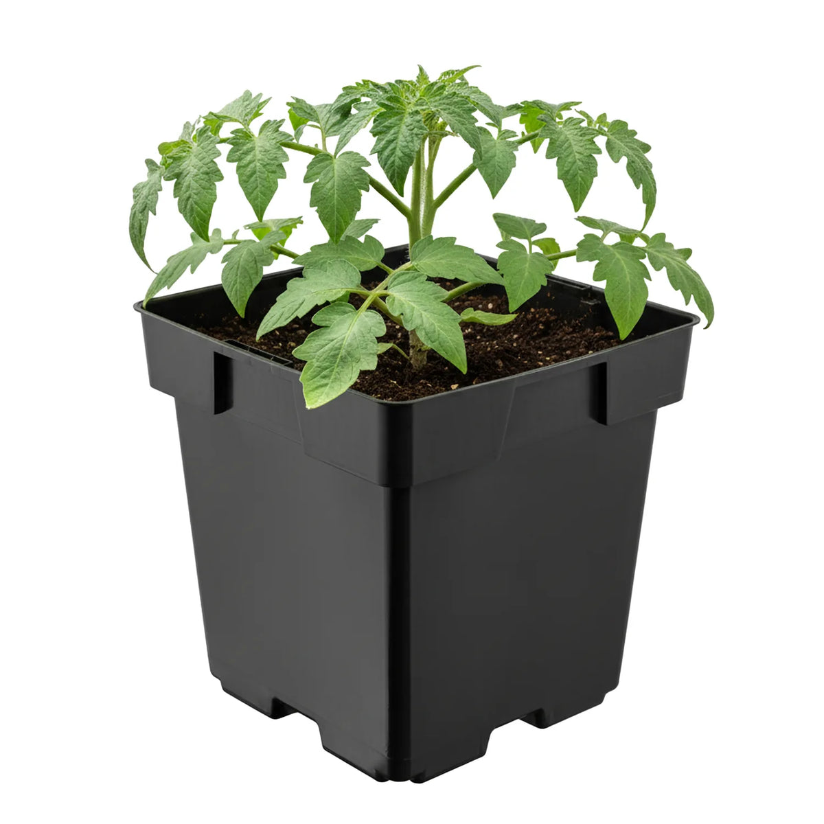 #Größe_14 x 14 x 14 cm (2L)#Set_1 Topf