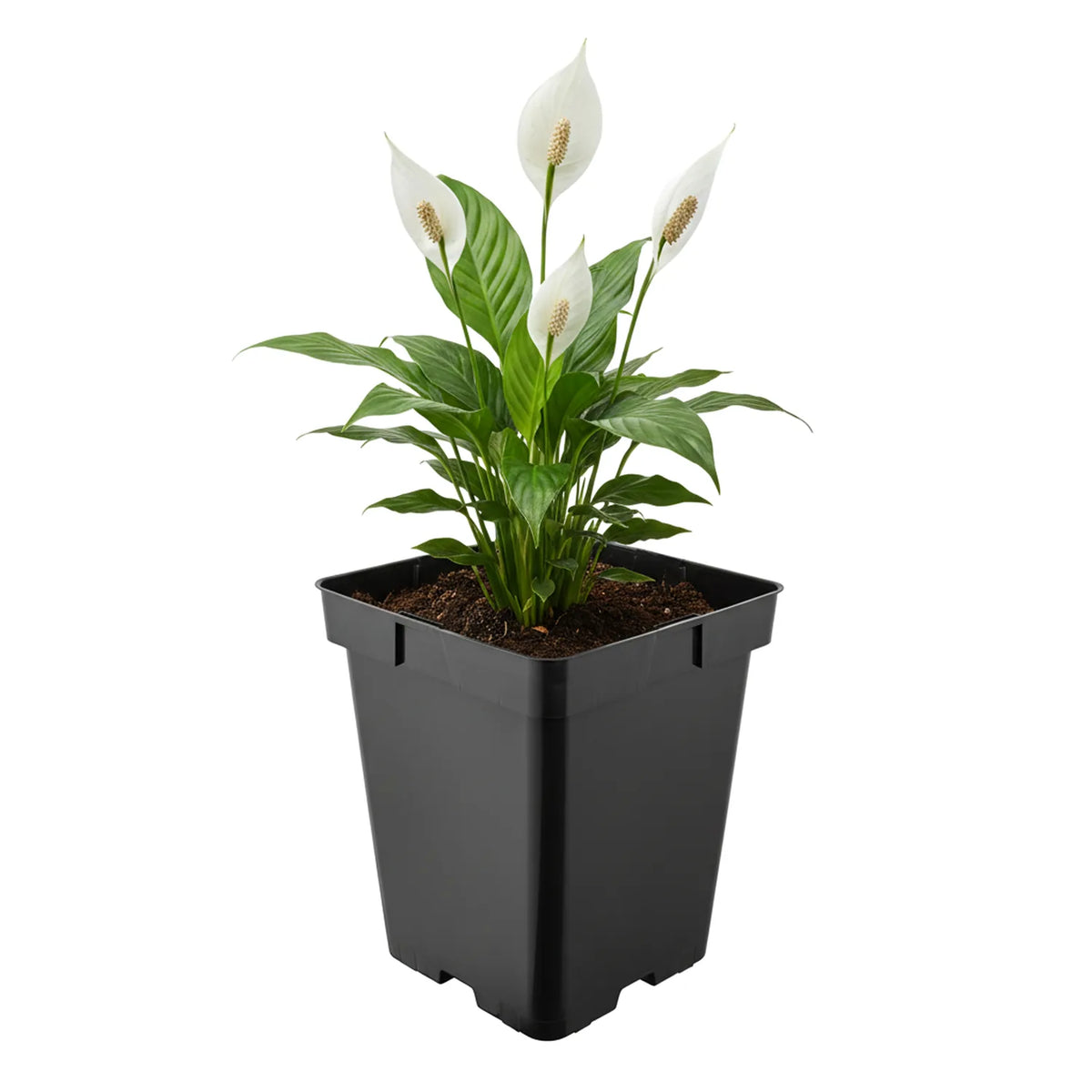#Größe_19,5 x 19,5 x 19 cm (5L)#Set_1 Topf