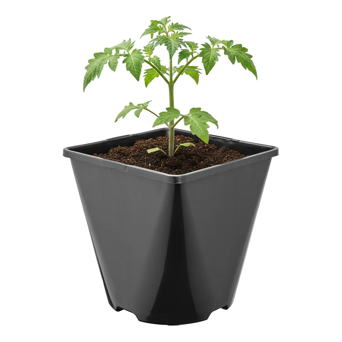 #Größe_14 x 14 x 14 cm (2L)#Set_1 Topf