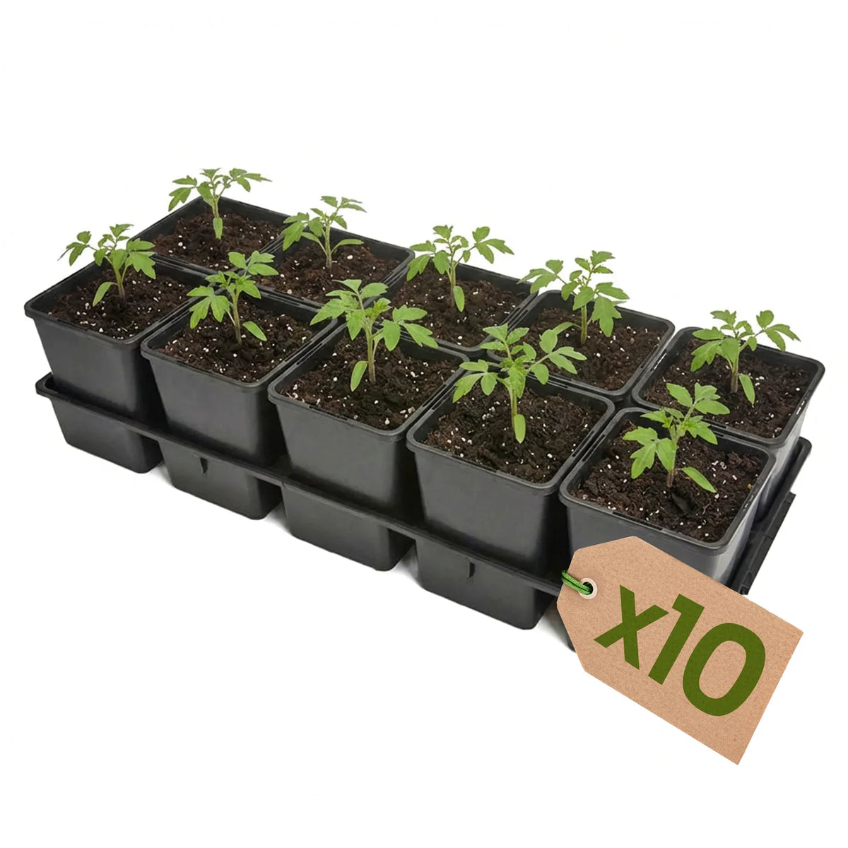 #Größe_Transporttray mit 10 x 1,25L Töpfen#Set_10er Pack