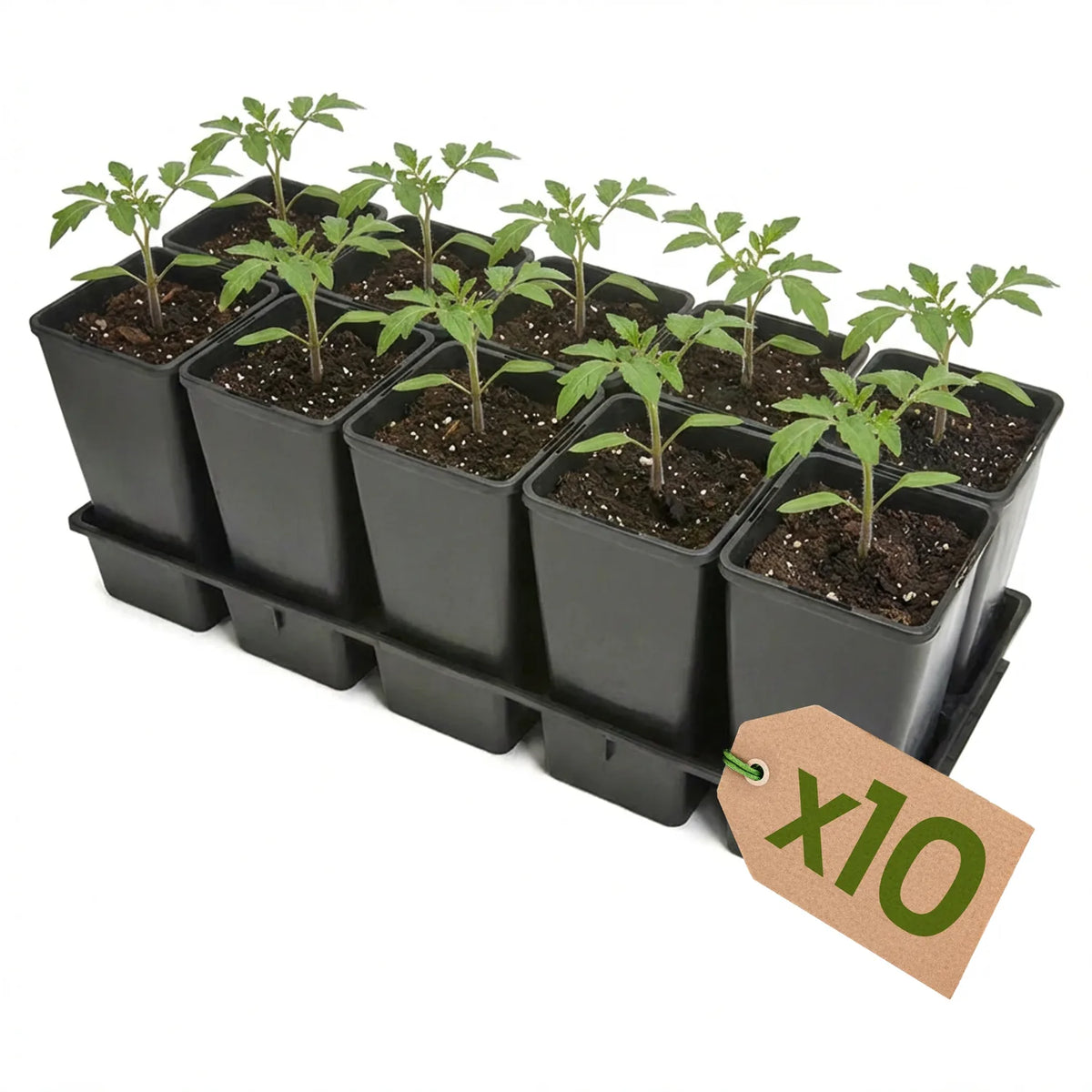 #Größe_Transporttray mit 10 x 2L Töpfen#Set_10er Pack