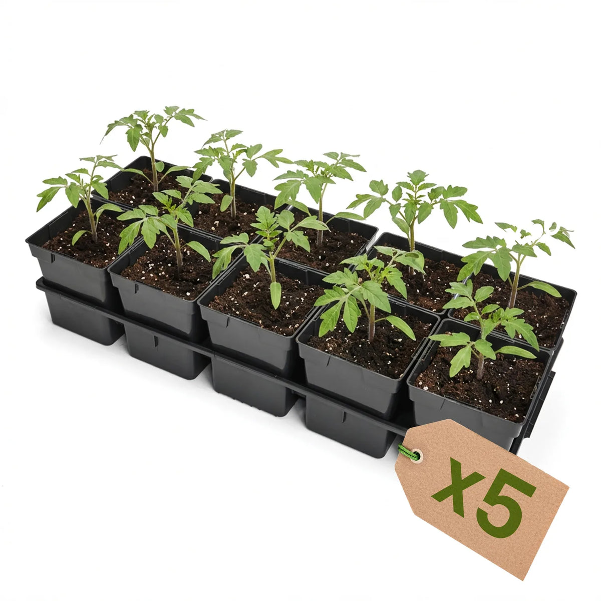#Größe_Transporttray mit 10 x 1L Töpfen#Set_5er Pack