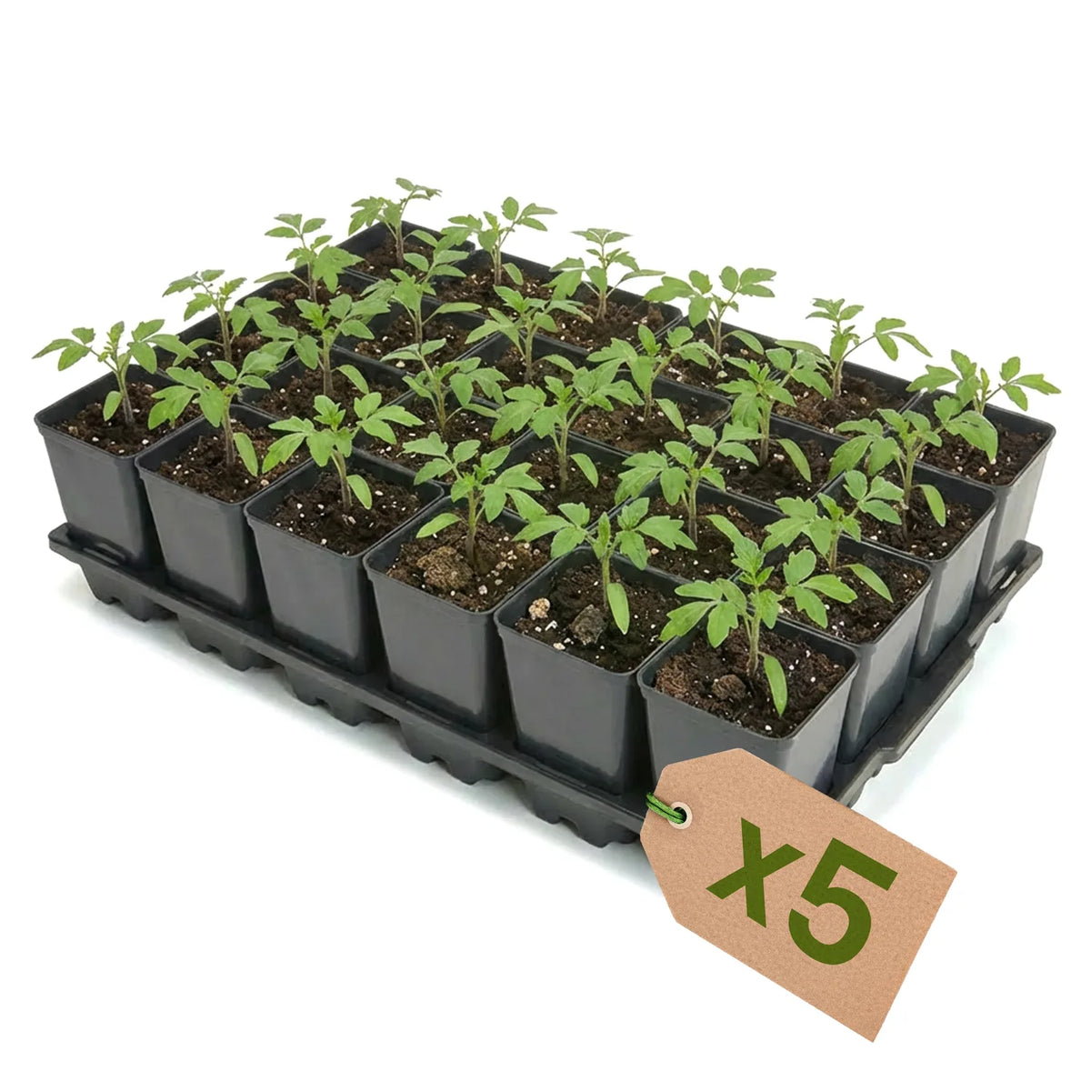 #Größe_Transporttray mit 24 x 0,8L Töpfen#Set_5er Pack
