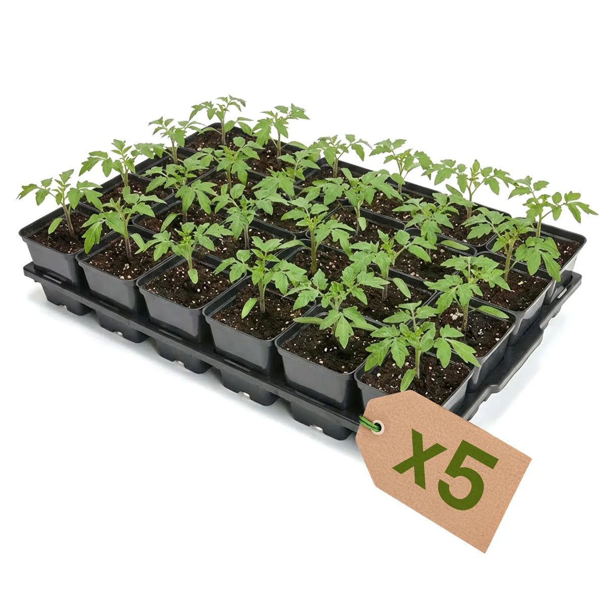 #Größe_Transporttray mit 24 x 0,5L quadratisch Töpfen#Set_5er Pack