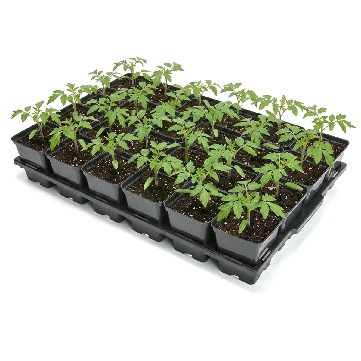 #Größe_Transporttray mit 24 x 0,5L quadratisch Töpfen#Set_1 Pack